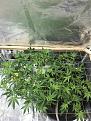 Few days after the flip. Already recovered from a heavy defoliation.