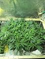 Immediately before defoliation