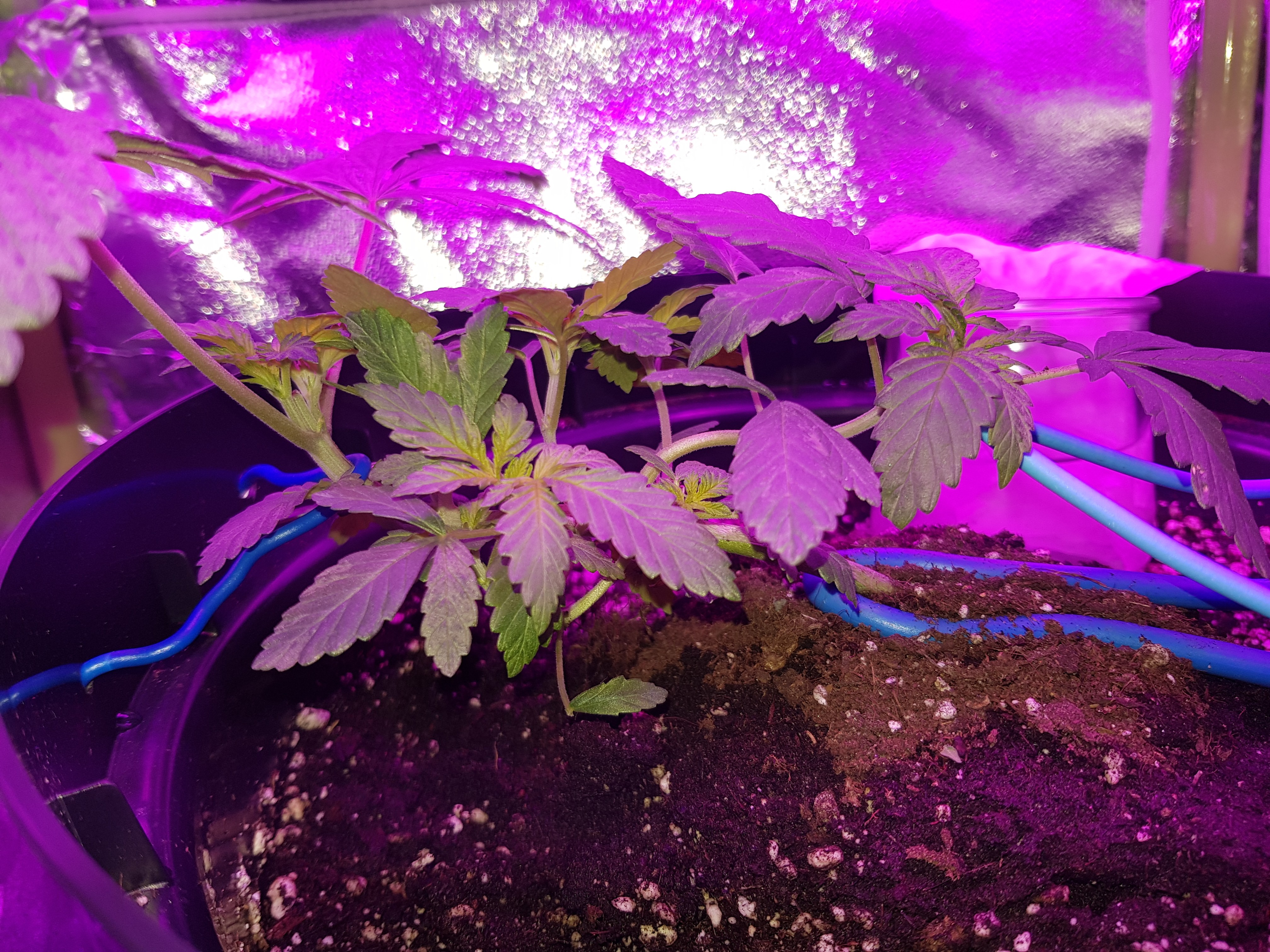 Training cola on the right to fill space and encourage new colas out from fan leaves. Near end of week 4. Does 8 week flower time mean 8 weeks vegging it?