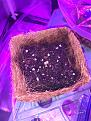 First seedling pokes through! Day 3 in soil.