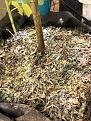 mix in kelp, bone meal, alfalfa meal, fish bone meal, gypsum, feather meal, blood meal, bat guano, potash, fish meal, and red wigglers composting worms and their castings. then smash the cover crop