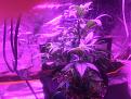 LST my 1st try