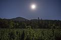 Field of hemp under Harvest moon