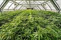 Large greenhouse operation