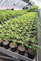 Greenhouse with mixed supplemental lighting