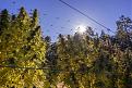 Sun grown tier system