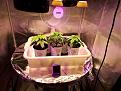 Early veg