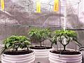 Mid veg
