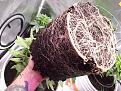 Holy root ball Batman!