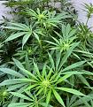 Dec 19_ budlets starting to develop