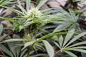 Exodus Cheese_ Dec 31