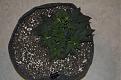 Grape OG #2 diameter of pot is 12" to provide scale