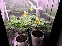flower day 10