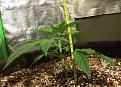 Height and width.  (and happy little lower nodes)