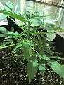Shouts coming off leaf stems.