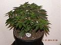White widow