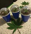 Three clones!  If these all take, I will have hit maximum-plant