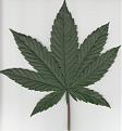 This is what happens when you put a pot-leaf on a flat-bed scanner.   I like it!  I might make one for all my grows.  I might also use this trick for asking for diagnostic help.