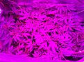 I did a little LST that helped create level canopy and increased yield.