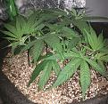 Plant at the start of week five