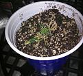 The sadest clone...  Turns out my excellent results on my first grow were sheer luck!