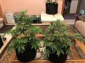 L-R Gorilla Glue and White Cheez at 42 days