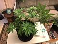 Acapulco Gold at 42 days 3rd bending & looking real nice.