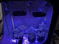 42 days from germination,LED hight as per manufactures recommendations. Lights on.