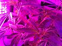 Weeks 2-4 Purple Badlands and Sunkist under GalaxyHydro/Roleadro 600 Watt Fu7ll Spectrum with Ir, UV and Dula Dimmers