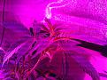 Weeks 2-4 Purple Badlands and Sunkist under GalaxyHydro/Roleadro 600 Watt Fu7ll Spectrum with Ir, UV and Dula Dimmers