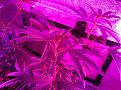 Weeks 2-4 Purple Badlands and Sunkist under GalaxyHydro/Roleadro 600 Watt Fu7ll Spectrum with Ir, UV and Dula Dimmers