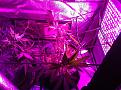 Weeks 2-4 Purple Badlands and Sunkist under GalaxyHydro/Roleadro 600 Watt Fu7ll Spectrum with Ir, UV and Dula Dimmers