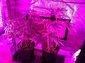 Weeks 2-4 Purple Badlands and Sunkist under GalaxyHydro/Roleadro 600 Watt Fu7ll Spectrum with Ir, UV and Dula Dimmers