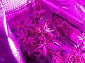 Weeks 2-4 Purple Badlands and Sunkist under GalaxyHydro/Roleadro 600 Watt Fu7ll Spectrum with Ir, UV and Dula Dimmers