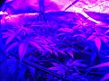 Weeks 2-4 Purple Badlands and Sunkist under GalaxyHydro/Roleadro 600 Watt Fu7ll Spectrum with Ir, UV and Dula Dimmers