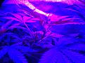 Weeks 2-4 Purple Badlands and Sunkist under GalaxyHydro/Roleadro 600 Watt Fu7ll Spectrum with Ir, UV and Dula Dimmers