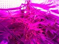 Weeks 2-4 Purple Badlands and Sunkist under GalaxyHydro/Roleadro 600 Watt Fu7ll Spectrum with Ir, UV and Dula Dimmers