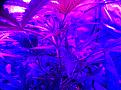 Weeks 2-4 Purple Badlands and Sunkist under GalaxyHydro/Roleadro 600 Watt Fu7ll Spectrum with Ir, UV and Dula Dimmers