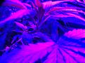 Weeks 2-4 Purple Badlands and Sunkist under GalaxyHydro/Roleadro 600 Watt Fu7ll Spectrum with Ir, UV and Dula Dimmers