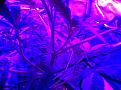 Weeks 2-4 Purple Badlands and Sunkist under GalaxyHydro/Roleadro 600 Watt Fu7ll Spectrum with Ir, UV and Dula Dimmers