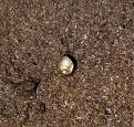Geloto Seed, looks to be just sprouting, camera up close and the Photoshop close up