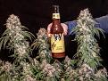 Caesar_plant #1, buds and beer!