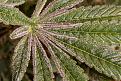 Meltdown_ frosty trichomes on fan leaf.