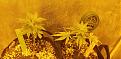 The clones that started flowering