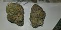OMG, a friend who pro grows gave me a sample!  Wild Animal Cookies and Mandarin Cookies Hybrid