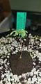 Gelato Seedling