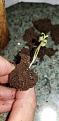 Pulling root riot apart to seperate the two