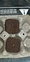 Jack Herer seeds 2/25/19