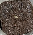 Jack Herer Auto #2