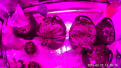Top view of Veg tent.  Strawberry Banana in 2 small coco pot's in bottom left corner and top right 1 gal pot is the Gelato.